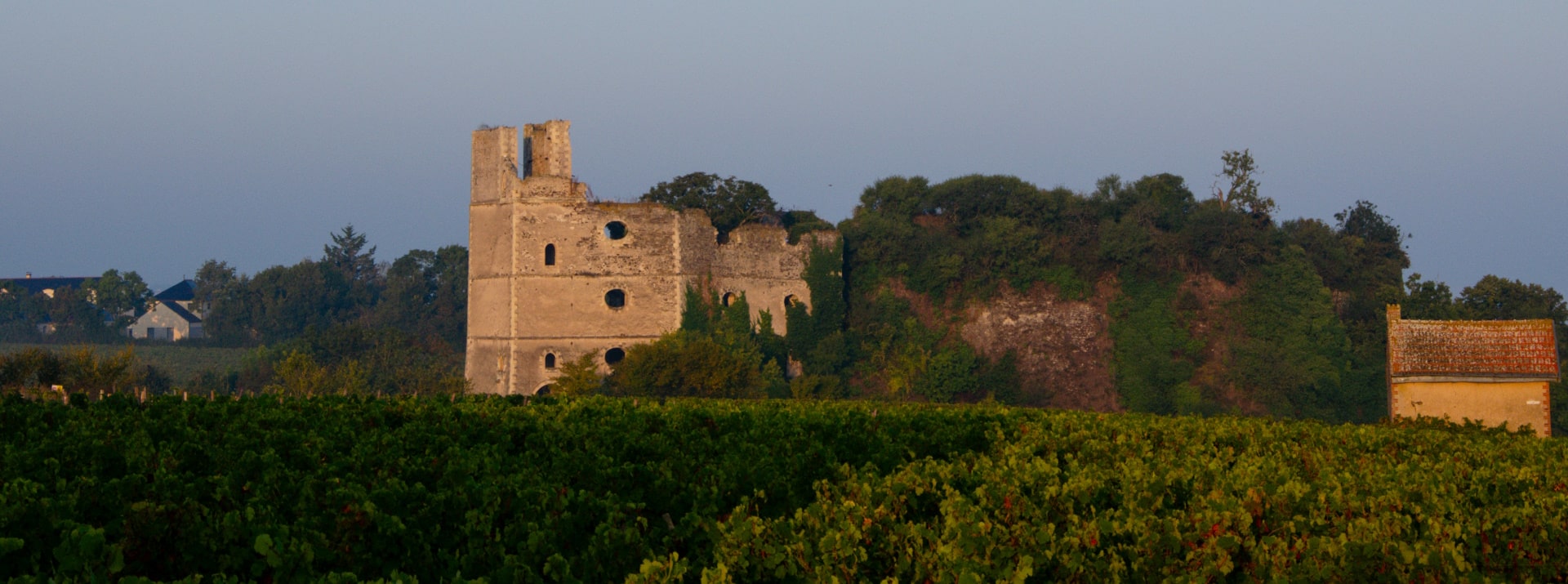 Old building surrounded by vines and trees.