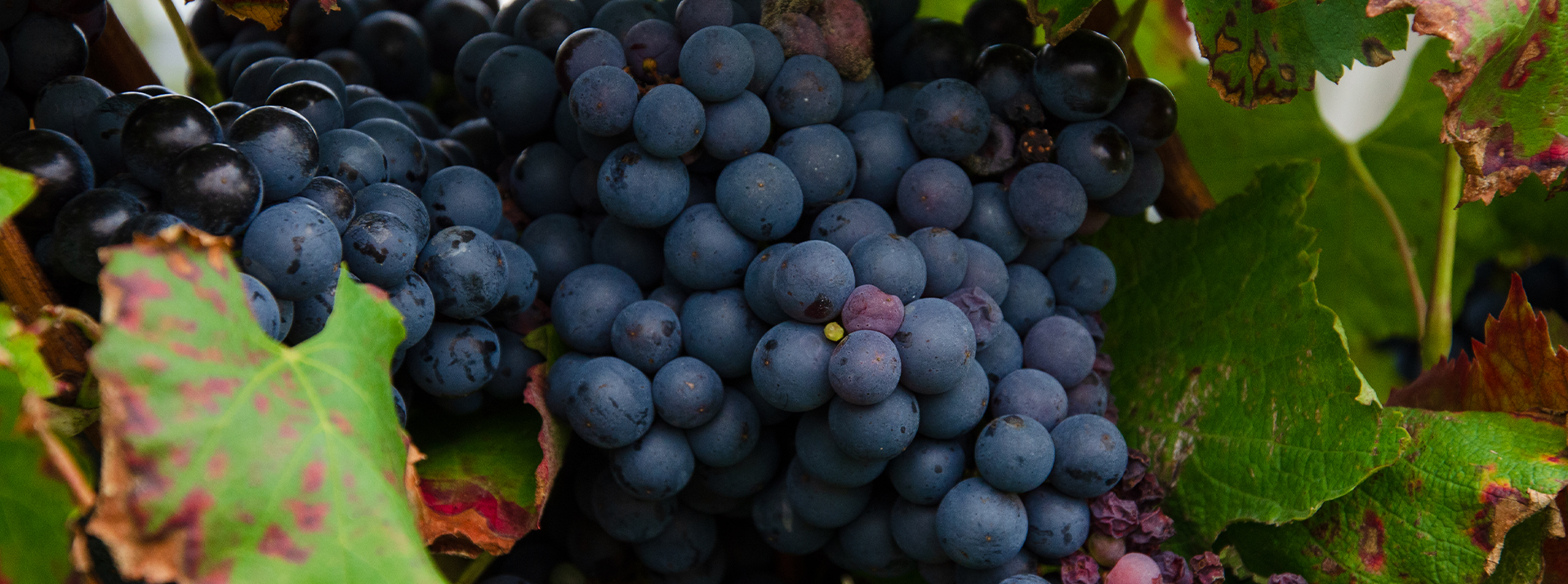 Cluster of ripe grapes among green leaves.